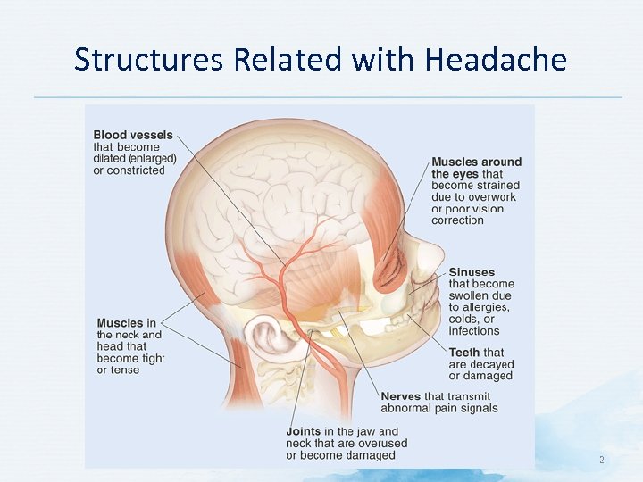 Structures Related with Headache 2 