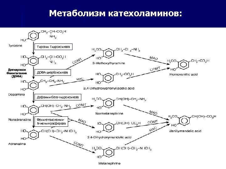 Метаболизм катехоламинов: Тирозин Гидроксилаза Дигидрокси Фенилаланин (ДОФА) ДОФА-дкарбоксилаза Дофамин-бета-гидроксилаза Фенилэтаноламин. N-метилтрасфераза 