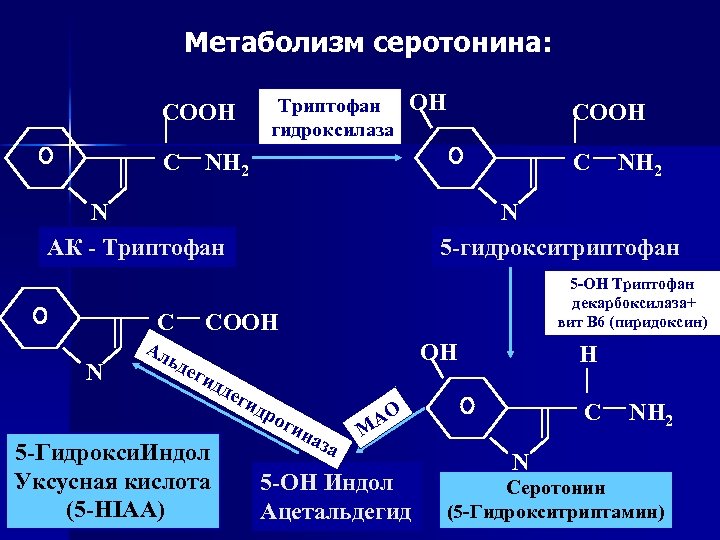Метаболизм серотонина: Триптофан гидроксилаза COOH C OH NH 2 C N АК - Триптофан