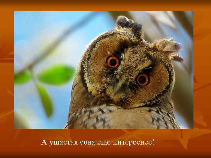 А ушастая сова еще интереснее! 