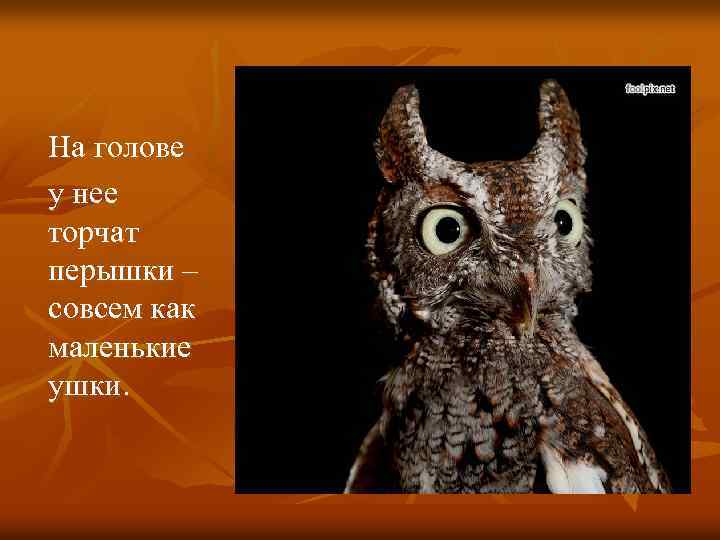 На голове у нее торчат перышки – совсем как маленькие ушки. 