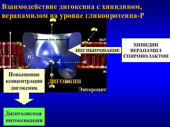 Взаимодействие дигоксина с хинидином, верапамилом на уровне гликопротеина-Р ХИНИДИН ИНГИБИРОВАНИЕ ВЕРАПАМИЛ СПИРОНОЛАКТОН Повышение концентрации