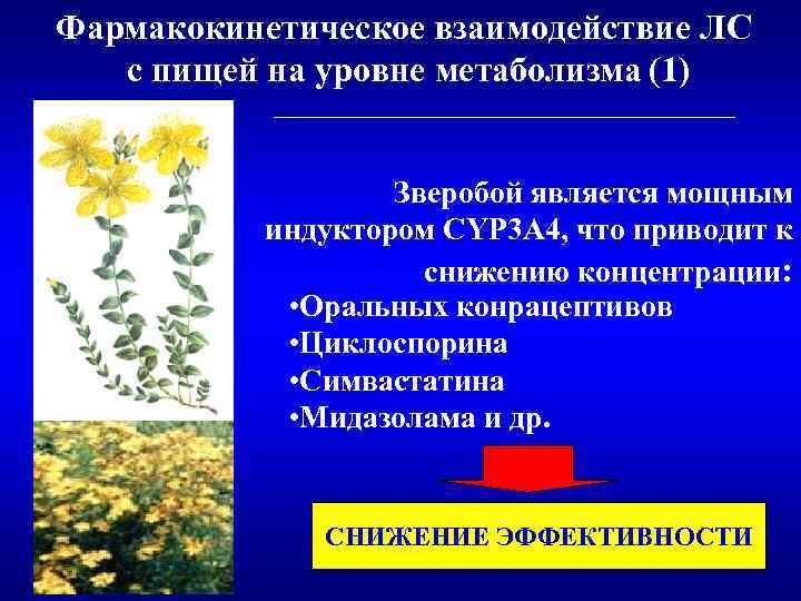 Фармакокинетическое взаимодействие ЛС с пищей на уровне метаболизма (1) Зверобой является мощным индуктором CYP