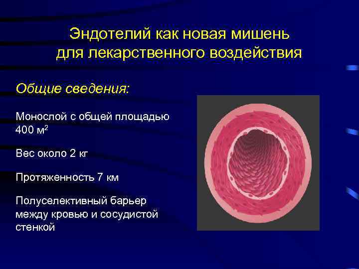 Эндотелий как новая мишень для лекарственного воздействия Общие сведения: Монослой с общей площадью 400