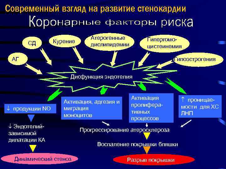 Современный взгляд на развитие стенокардии СД Курение Атерогенные дислипидемии Гипергомоцистеинемия АГ АГ Гипоэстрогения Дисфункция