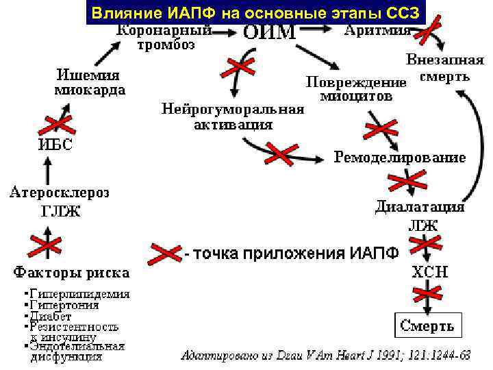 Влияние ИАПФ на основные этапы ССЗ 
