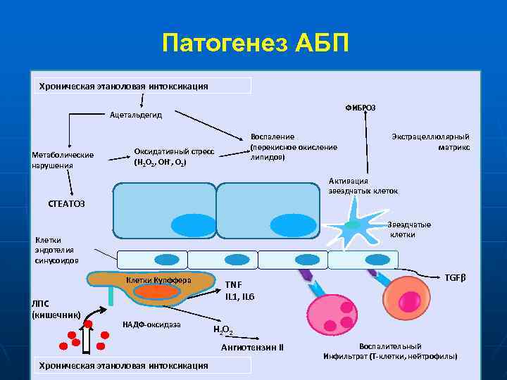 Патогенез АБП Хроническая этаноловая интоксикация ФИБРОЗ Ацетальдегид Метаболические нарушения Воспаление (перекисное окисление липидов) Оксидативный