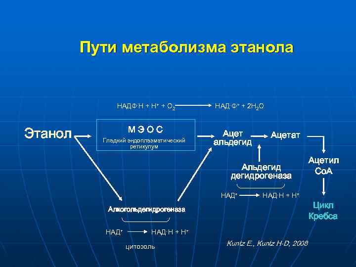 Пути метаболизма этанола НAДФ·H + H+ + O 2 Этанол МЭОС Гладкий эндоплазматический ретикулум