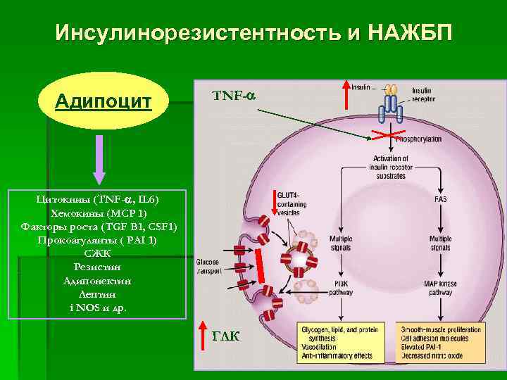 Инсулинорезистентность и НАЖБП Адипоцит TNF- Цитокины (TNF- , IL 6) Хемокины (MCP 1) Факторы