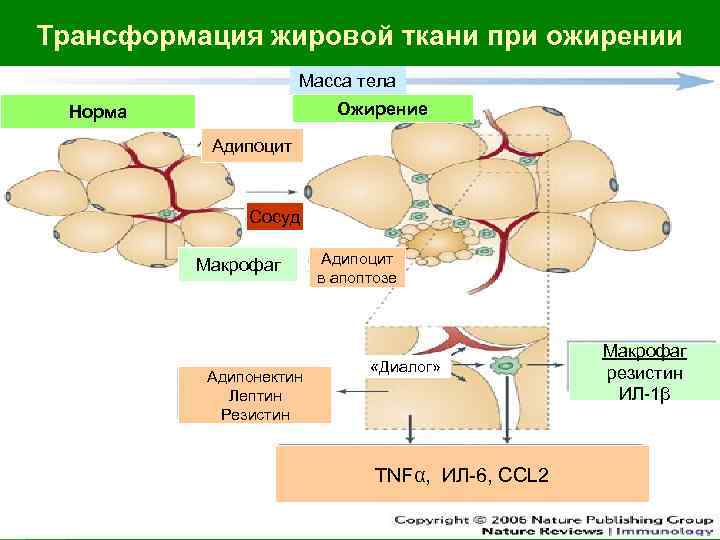 Трансформация жировой ткани при ожирении Масса тела Ожирение Норма Адипоцит Сосуд Макрофаг Адипонектин Лептин