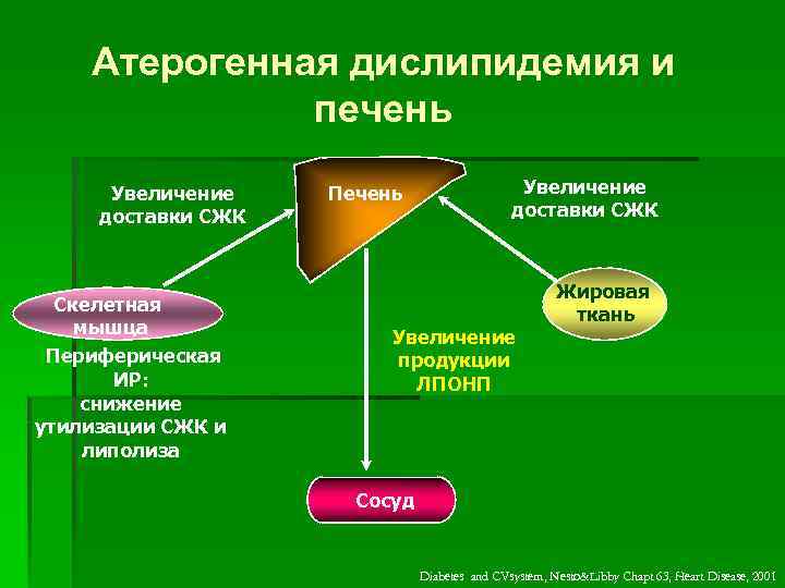 Атерогенная дислипидемия и печень Увеличение доставки СЖК Скелетная мышца Периферическая ИР: снижение утилизации СЖК