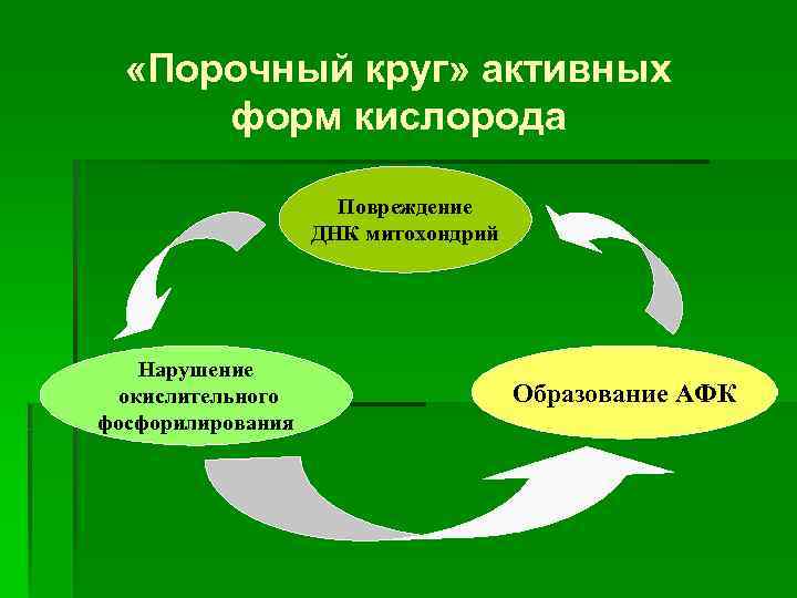  «Порочный круг» активных форм кислорода Повреждение ДНК митохондрий Нарушение окислительного фосфорилирования Образование АФК
