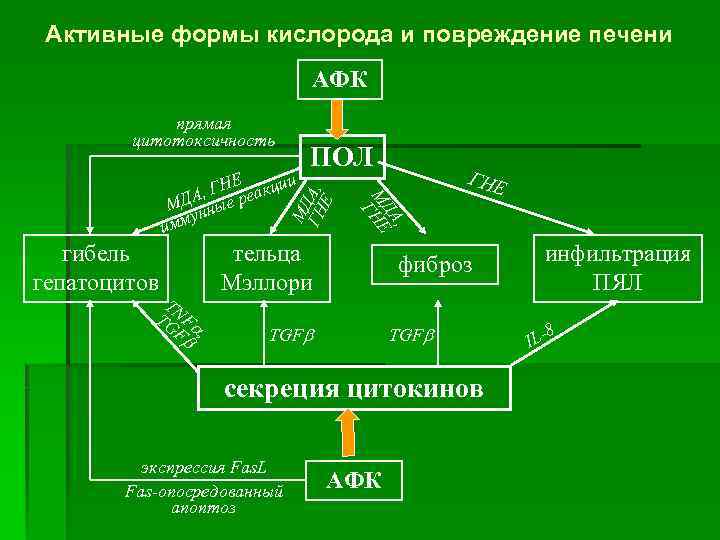 Активные формы кислорода и повреждение печени АФК прямая цитотоксичность МД ГН А, Е гибель