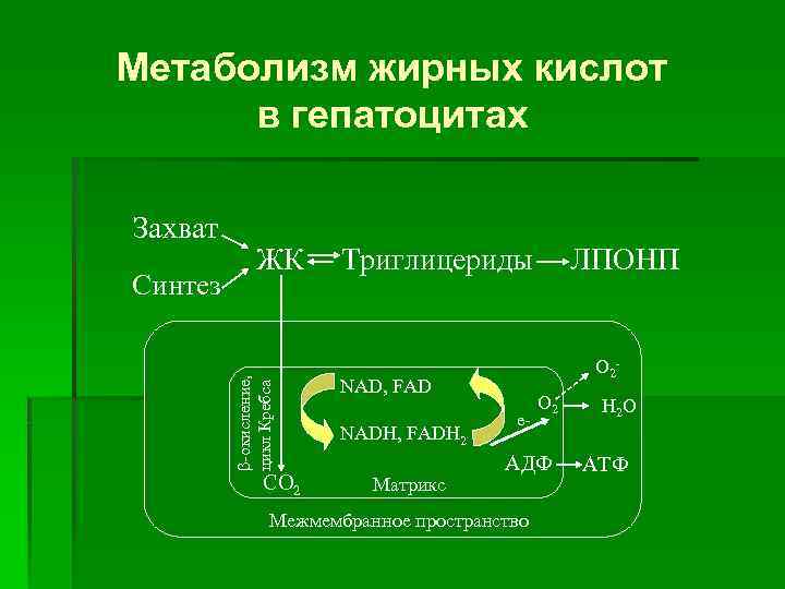 Метаболизм жирных кислот в гепатоцитах Синтез ЖК -окисление, цикл Кребса Захват CО 2 Триглицериды