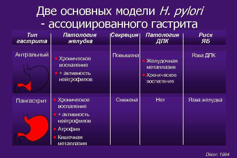 Две основных модели H. pylori - ассоциированного гастрита Тип Патология Секреция Патология вызванного инфекцией