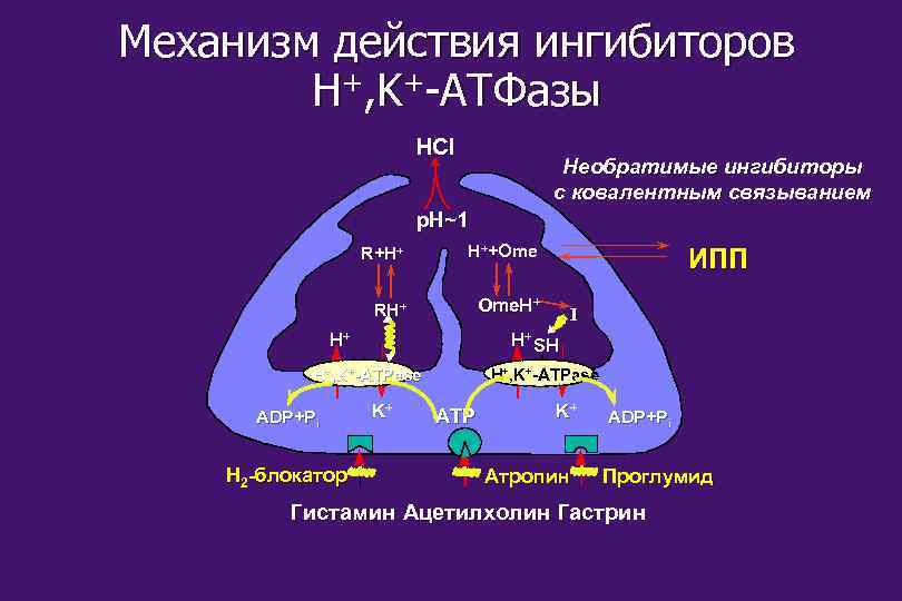 Механизм действия ингибиторов H+, K+-ATФaзы HCl Необратимые ингибиторы с ковалентным связыванием p. H~1 R+H+