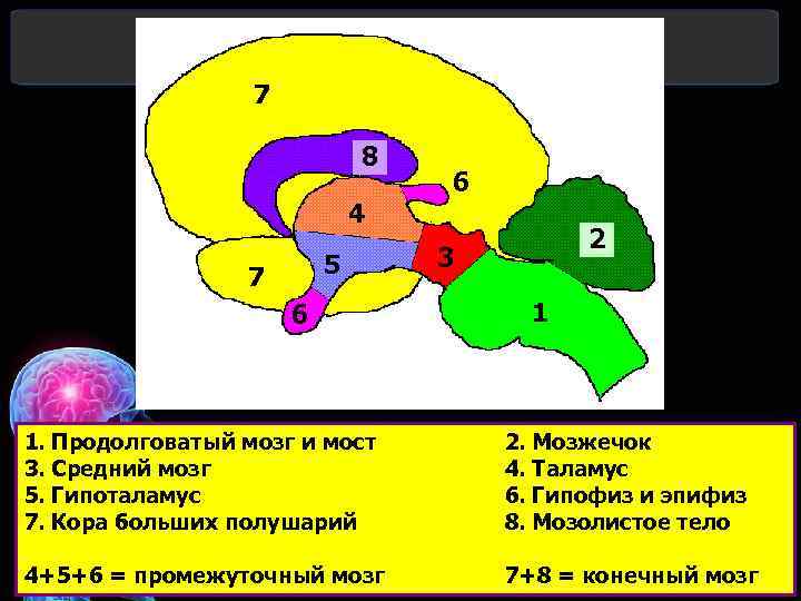 7 8 4 5 7 6 6 2 3 1 1. Продолговатый мозг и