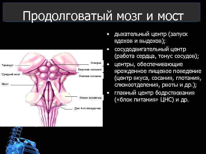 3 продолговатый мозг. Функции сосудодвигательного центра продолговатого мозга. Центры продолговатого мозга. Продолговатый мозг и мост. Жизненно важные центры продолговатого мозга.