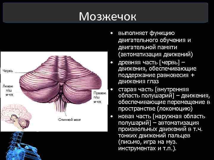 Задний мозг выполняемые функции. So3 физиологическое действие на организм.