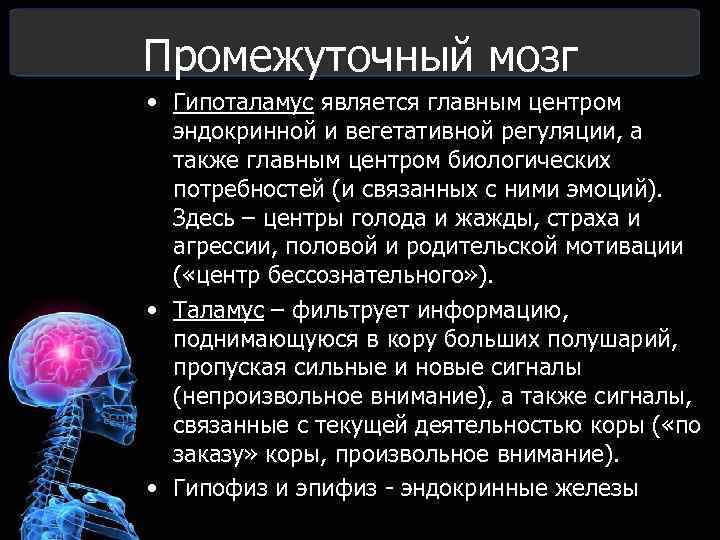Промежуточный мозг • Гипоталамус является главным центром эндокринной и вегетативной регуляции, а также главным