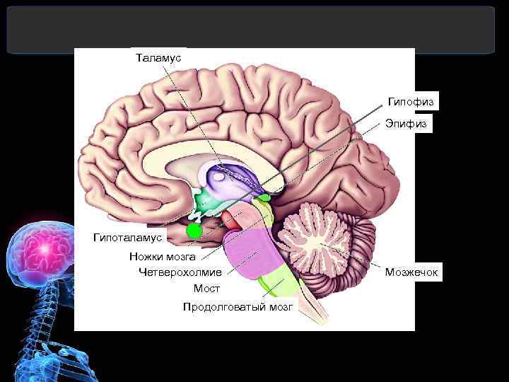 Таламус Гипофиз Эпифиз Гипоталамус Ножки мозга Четверохолмие Мост Продолговатый мозг Мозжечок 