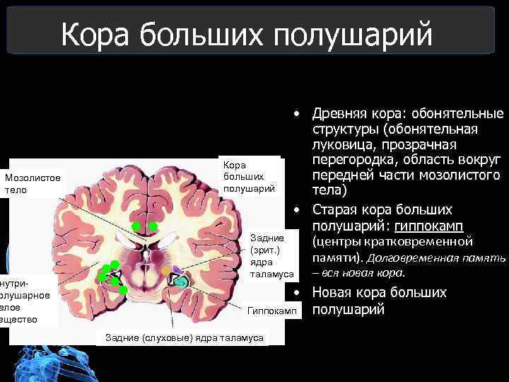 Появление коры мозга. Функции старой коры головного мозга. Функции древней старой и новой коры головного мозга.