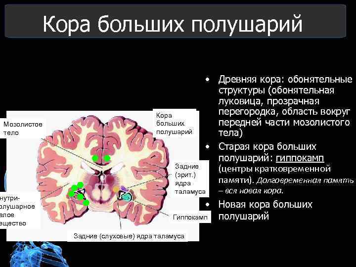 Функции древней старой и новой коры головного мозга.