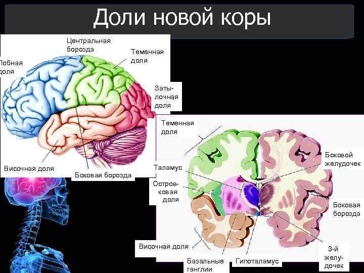 Доли новой коры Центральная борозда Лобная доля Теменная доля Затылочная доля Теменная доля Височная