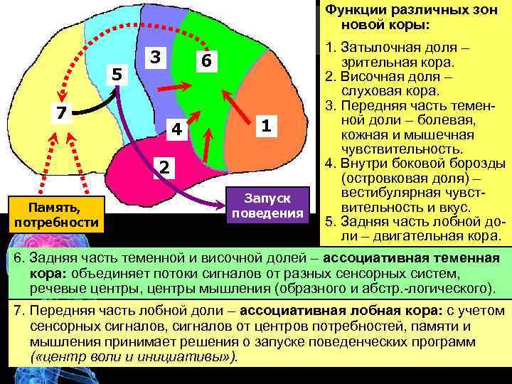 Функции различных зон новой коры: 5 3 7 6 4 1 2 Память, потребности