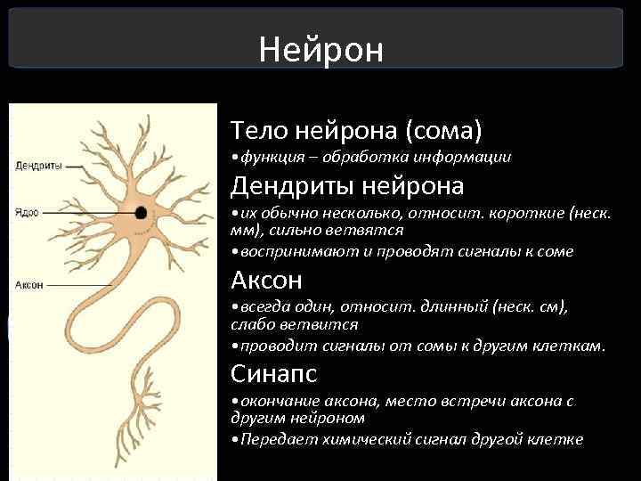 Функции нервной клетки. Аксон и дендрит строение и функции. Нейрон Аксон и дендрит функции. Аксон тело нейрона дендрит. Функции тела, дендритов, Аксон.