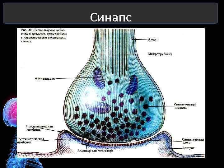 Синапс 