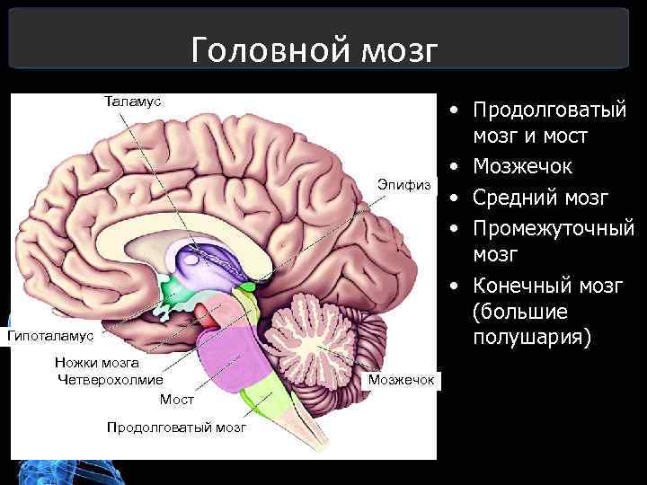 Выбери какими цифрами на рисунке обозначены следующие отделы мозга