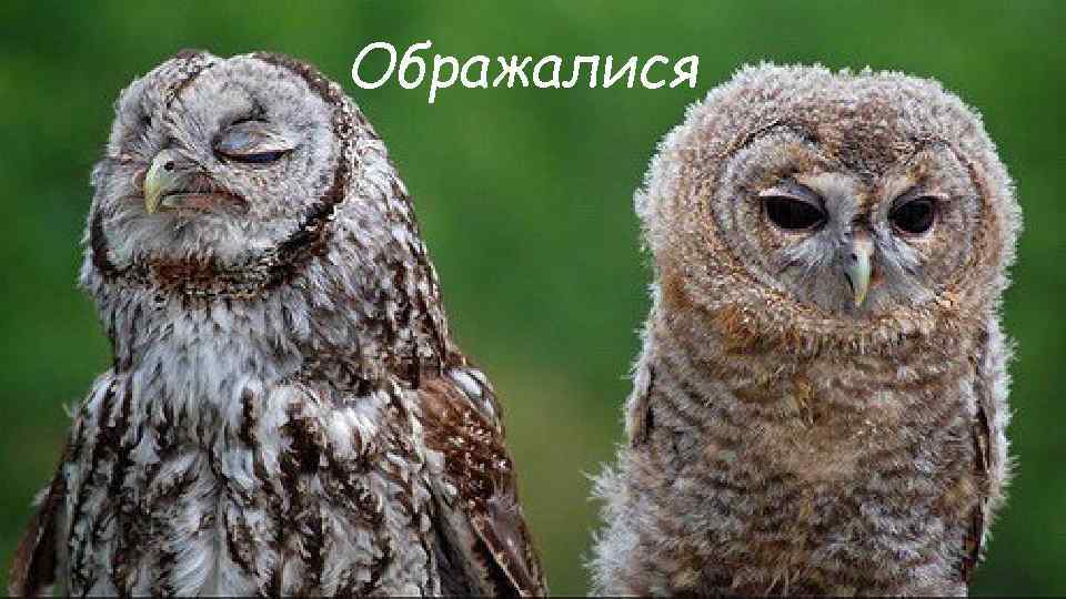 Ображалися 