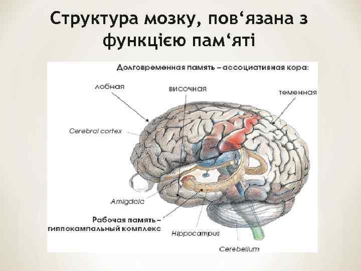 Структура мозку, пов‘язана з функцією пам‘яті 