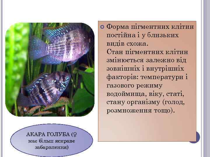  АКАРА ГОЛУБА (♀ має більш яскраве забарвлення) Форма пігментних клітин постійна і у