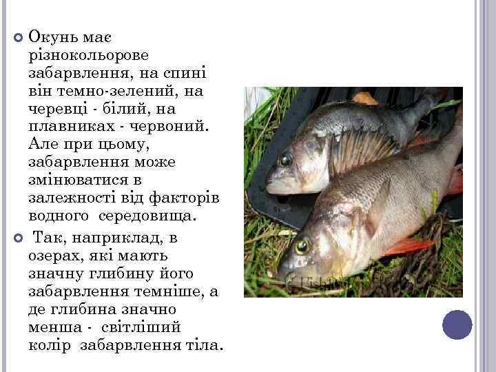 Окунь має різнокольорове забарвлення, на спині він темно-зелений, на черевці - білий, на плавниках