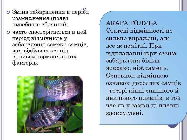  Зміна забарвлення в період розмноження (поява шлюбного вбрання); часто спостерігається в цей період