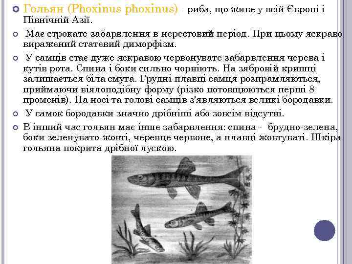  Гольян (Phoxinus phoxinus) - риба, що живе у всій Європі і Північній Азії.