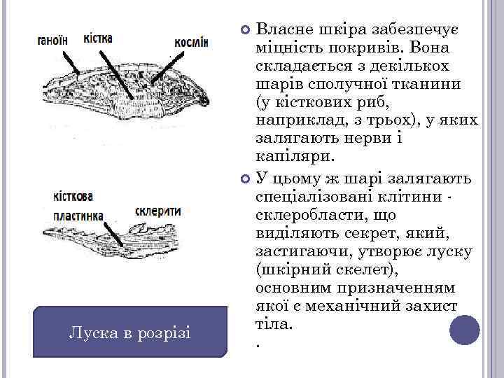 Власне шкіра забезпечує міцність покривів. Вона складається з декількох шарів сполучної тканини (у кісткових