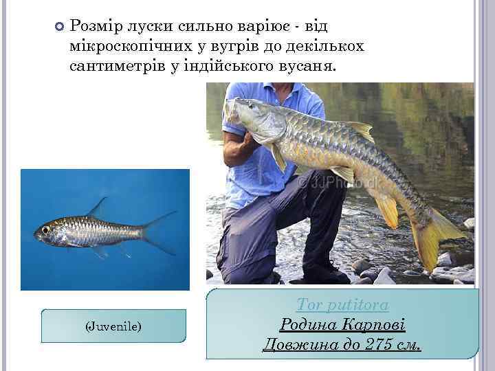 Розмір луски сильно варіює - від мікроскопічних у вугрів до декількох сантиметрів у