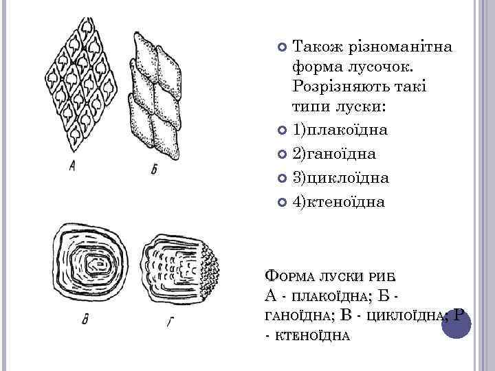 Також різноманітна форма лусочок. Розрізняють такі типи луски: 1)плакоїдна 2)ганоїдна 3)циклоїдна 4)ктеноїдна ФОРМА ЛУСКИ