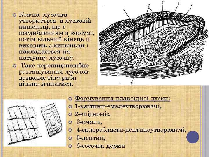  Кожна лусочка утворюється в лусковій кишеньці, що є поглибленням в коріумі, потім вільний