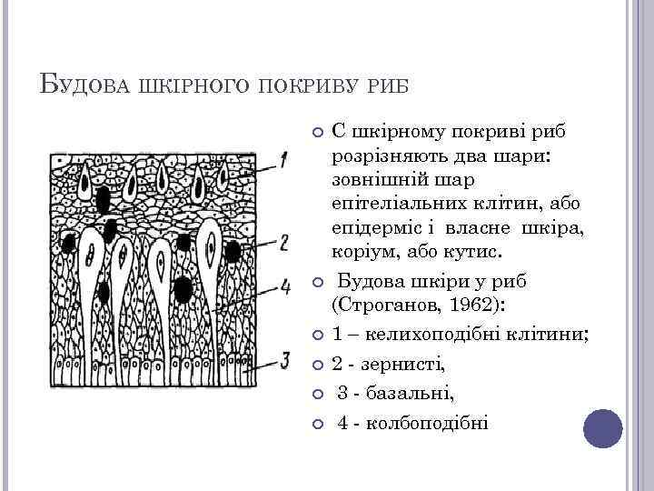 БУДОВА ШКІРНОГО ПОКРИВУ РИБ C шкірному покриві риб розрізняють два шари: зовнішній шар епітеліальних