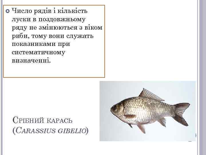  Число рядів і кількість луски в поздовжньому ряду не змінюються з віком риби,