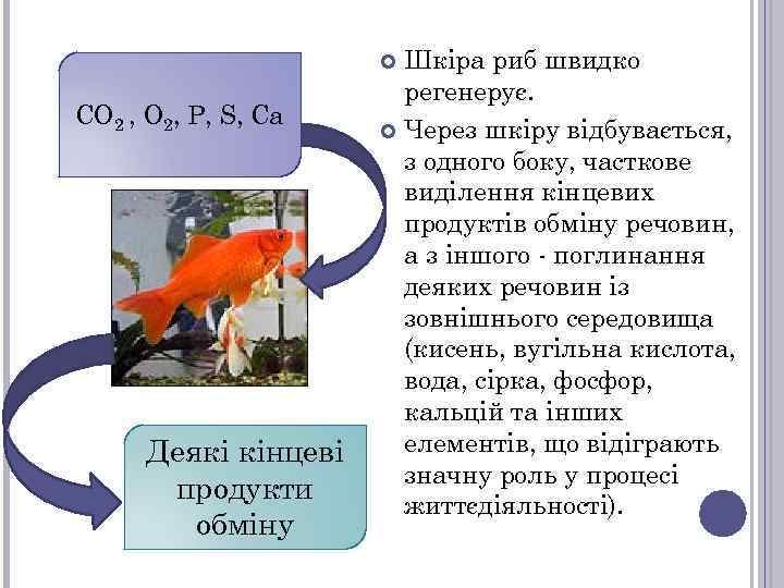 Шкіра риб швидко регенерує. Через шкіру відбувається, з одного боку, часткове виділення кінцевих продуктів