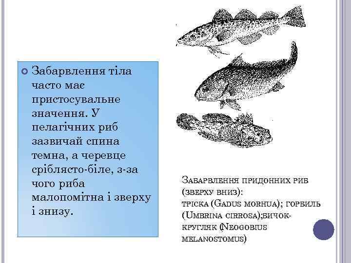  Забарвлення тіла часто має пристосувальне значення. У пелагічних риб зазвичай спина темна, а
