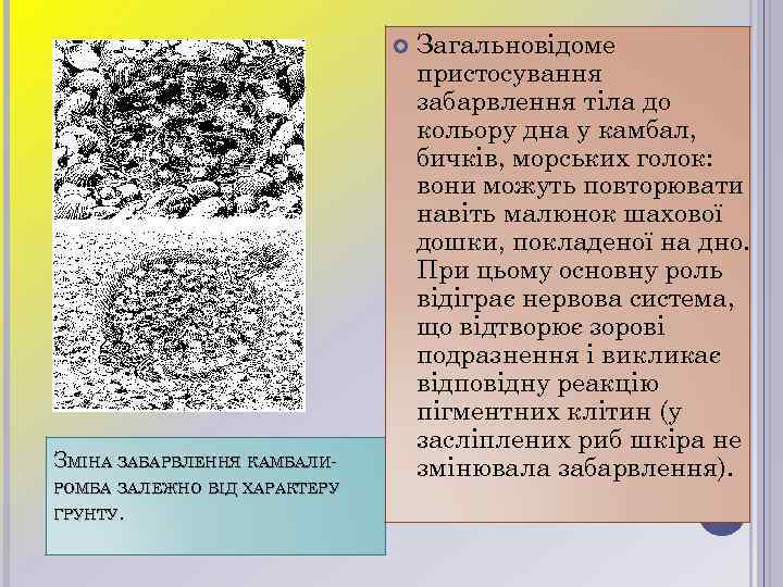  ЗМІНА ЗАБАРВЛЕННЯ КАМБАЛИРОМБА ЗАЛЕЖНО ВІД ХАРАКТЕРУ ГРУНТУ. Загальновідоме пристосування забарвлення тіла до кольору