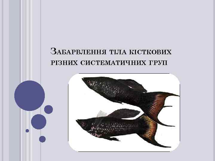 ЗАБАРВЛЕННЯ ТІЛА КІСТКОВИХ РІЗНИХ СИСТЕМАТИЧНИХ ГРУП 