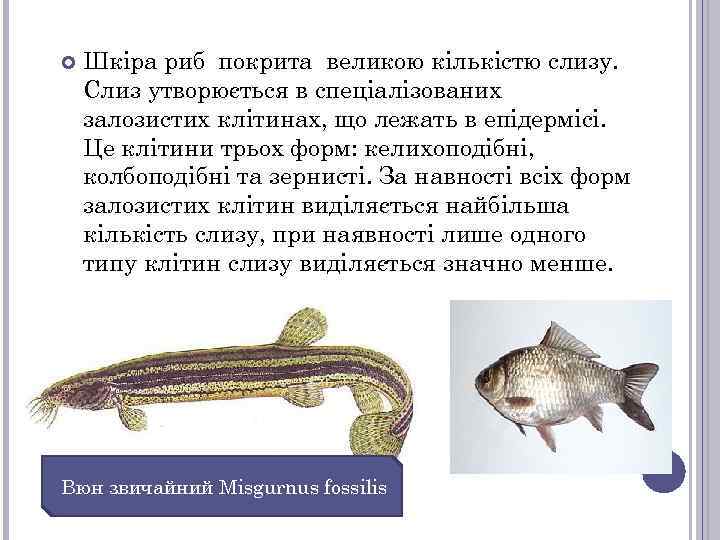  Шкіра риб покрита великою кількістю слизу. Слиз утворюється в спеціалізованих залозистих клітинах, що