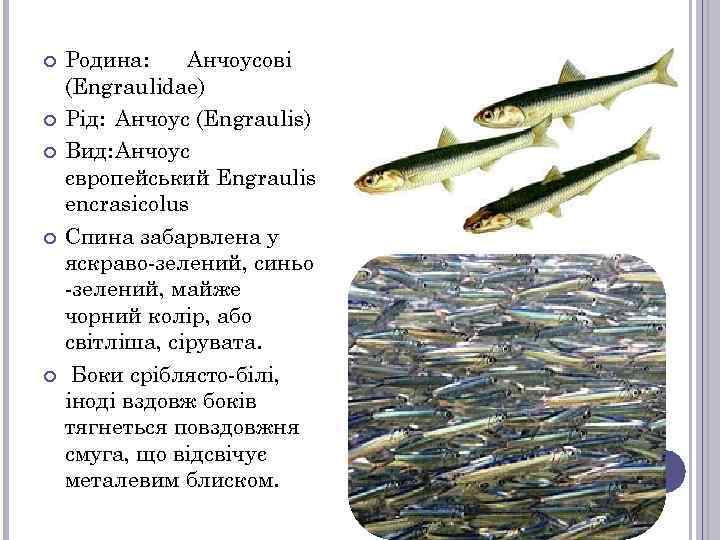  Родина: Анчоусові (Engraulidae) Рід: Анчоус (Engraulis) Вид: Анчоус європейський Engraulis encrasicolus Спина забарвлена